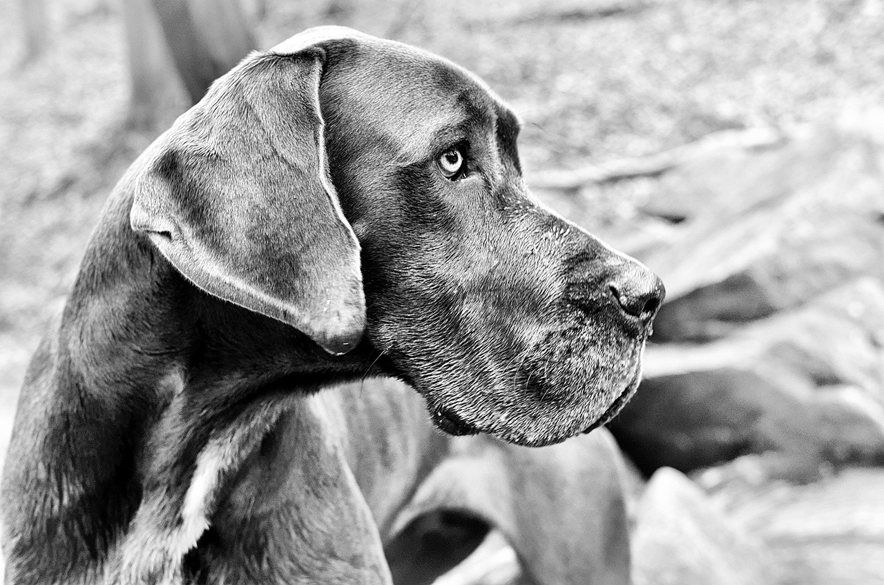 The Gentle Nature of Great Danes